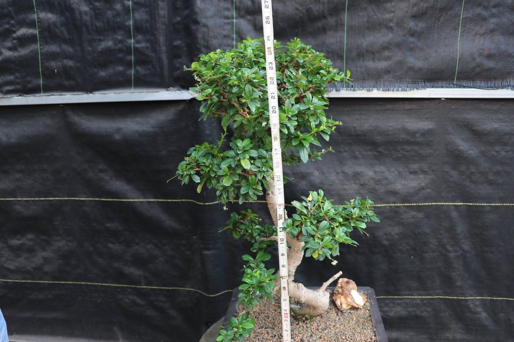 22 Year Old Flowering Fukien Tea Specimen Bonsai Tree - Curved Trunk Style