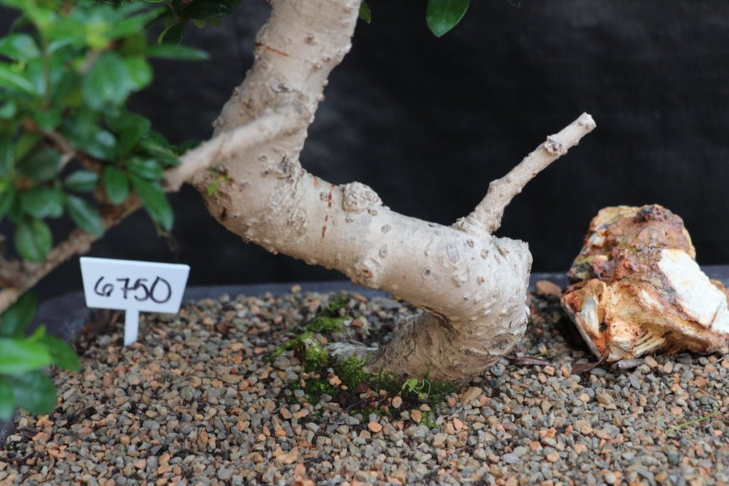 22 Year Old Flowering Fukien Tea Specimen Bonsai Tree - Curved Trunk Style