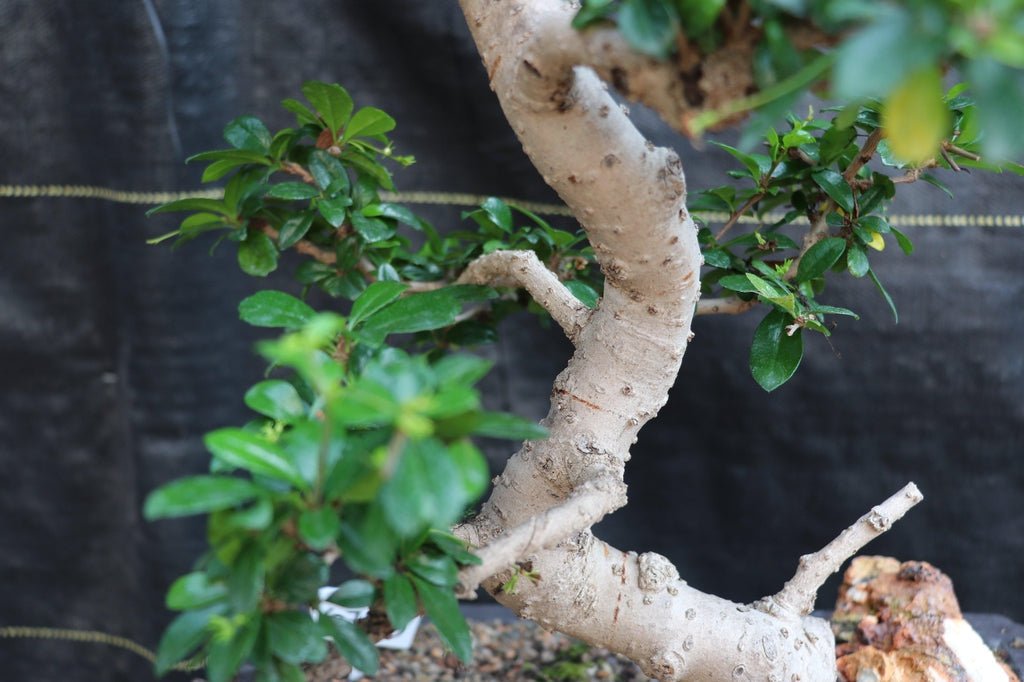 22 Year Old Flowering Fukien Tea Specimen Bonsai Tree - Curved Trunk Style