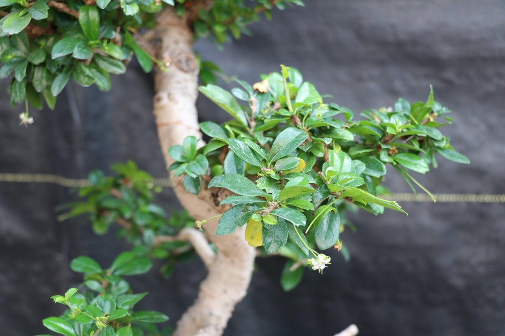 22 Year Old Flowering Fukien Tea Specimen Bonsai Tree - Curved Trunk Style