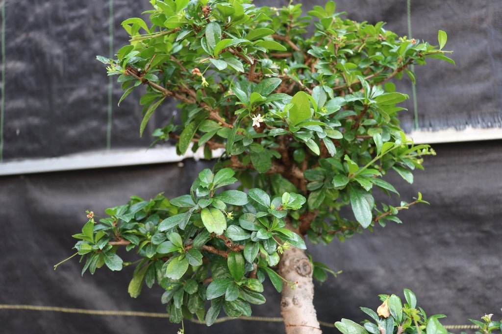 22 Year Old Flowering Fukien Tea Specimen Bonsai Tree - Curved Trunk Style