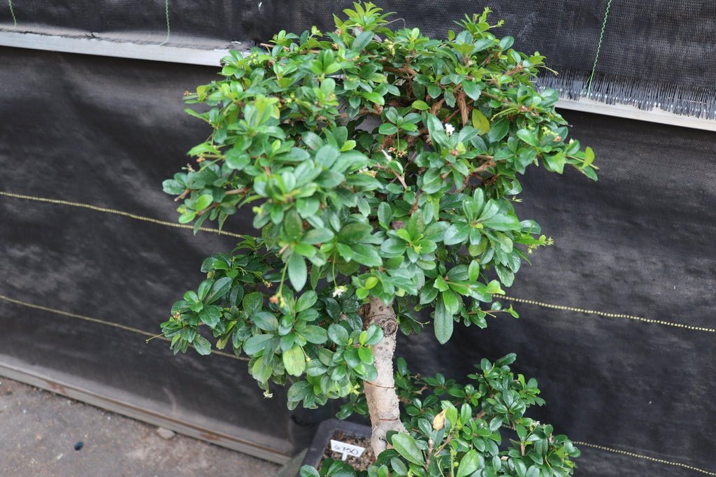 22 Year Old Flowering Fukien Tea Specimen Bonsai Tree - Curved Trunk Style