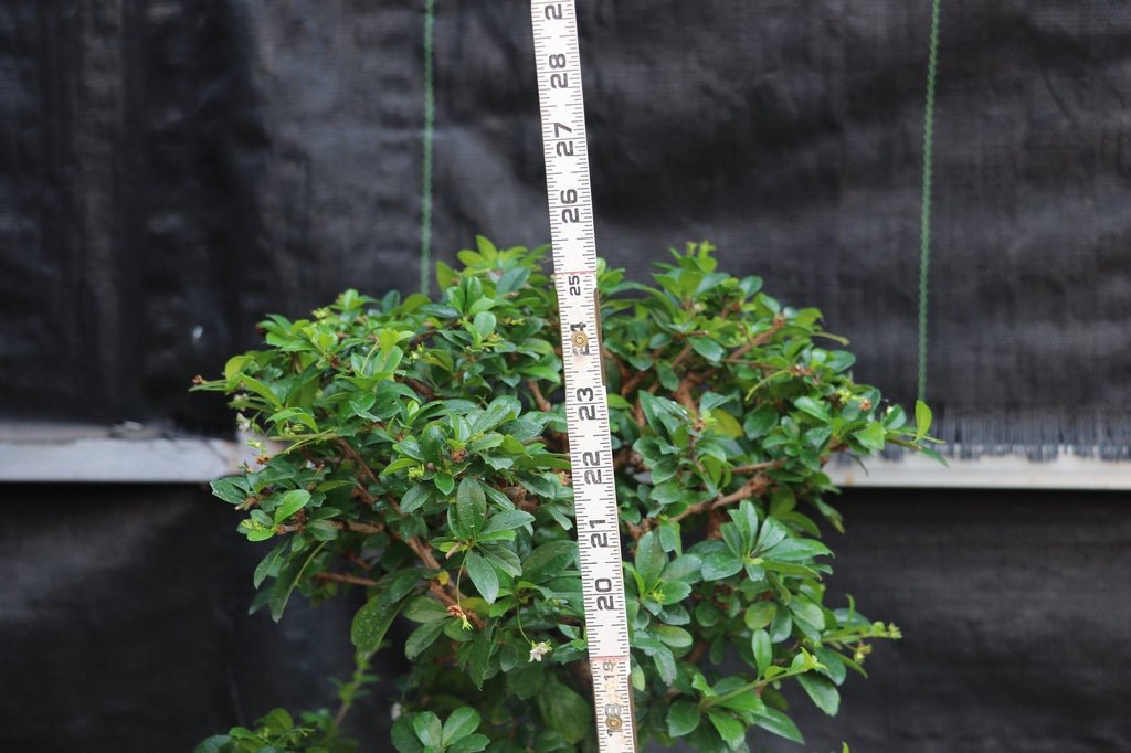 22 Year Old Flowering Fukien Tea Specimen Bonsai Tree - Curved Trunk Style