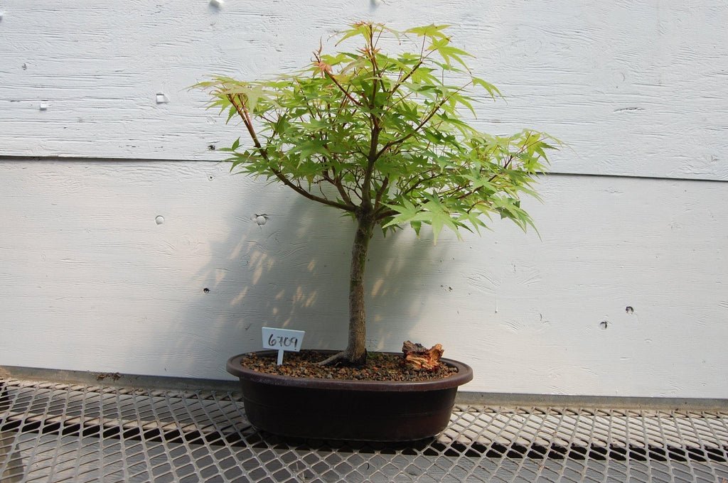 22 Year Old Japanese Maple Specimen Bonsai Tree