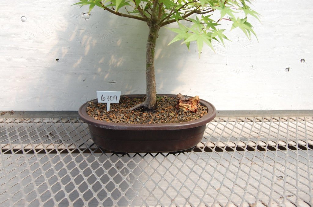 22 Year Old Japanese Maple Specimen Bonsai Tree