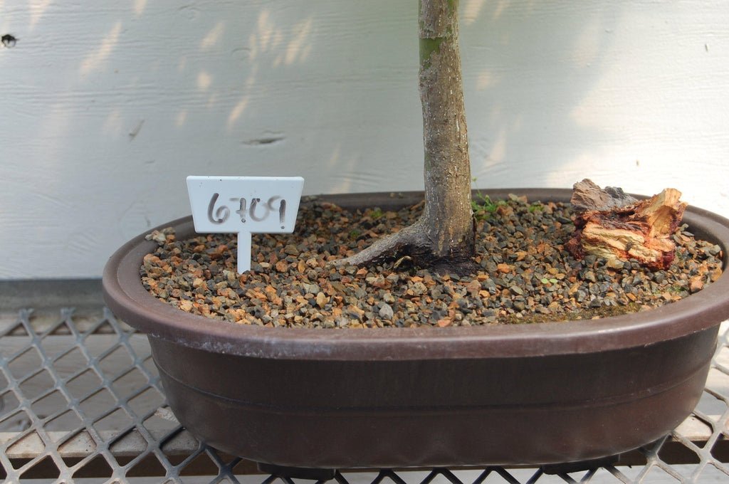 22 Year Old Japanese Maple Specimen Bonsai Tree