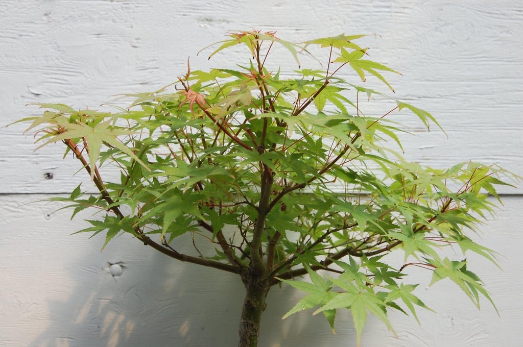 22 Year Old Japanese Maple Specimen Bonsai Tree