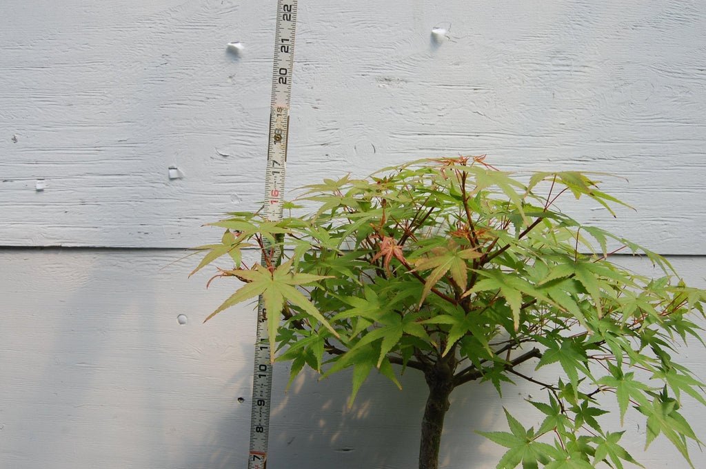 22 Year Old Japanese Maple Specimen Bonsai Tree