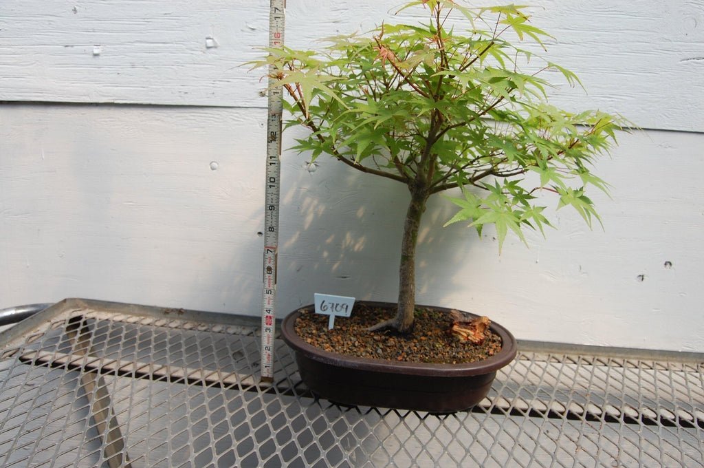 22 Year Old Japanese Maple Specimen Bonsai Tree