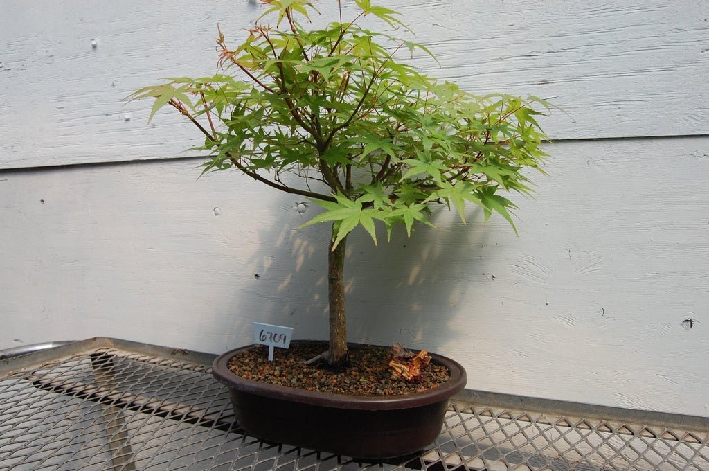 22 Year Old Japanese Maple Specimen Bonsai Tree