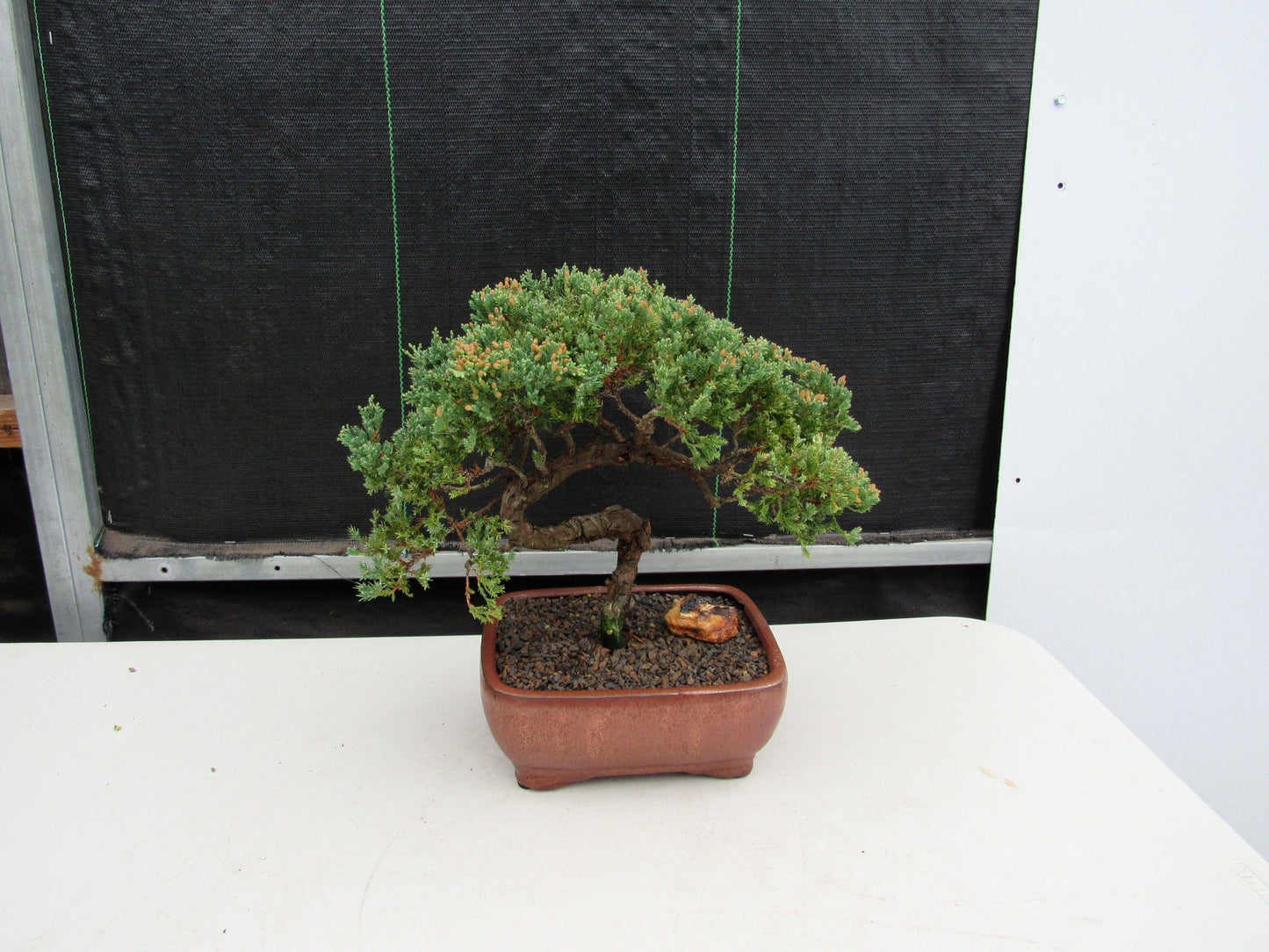 22 Year Old Juniper Specimen Bonsai Tree