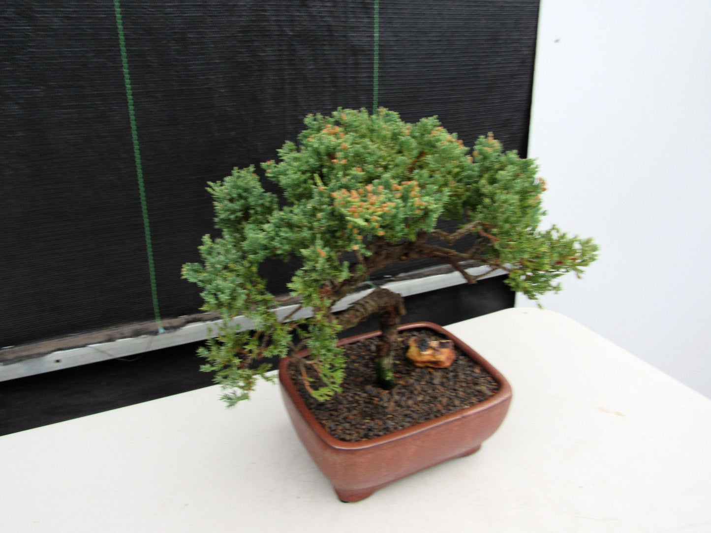 22 Year Old Juniper Specimen Bonsai Tree