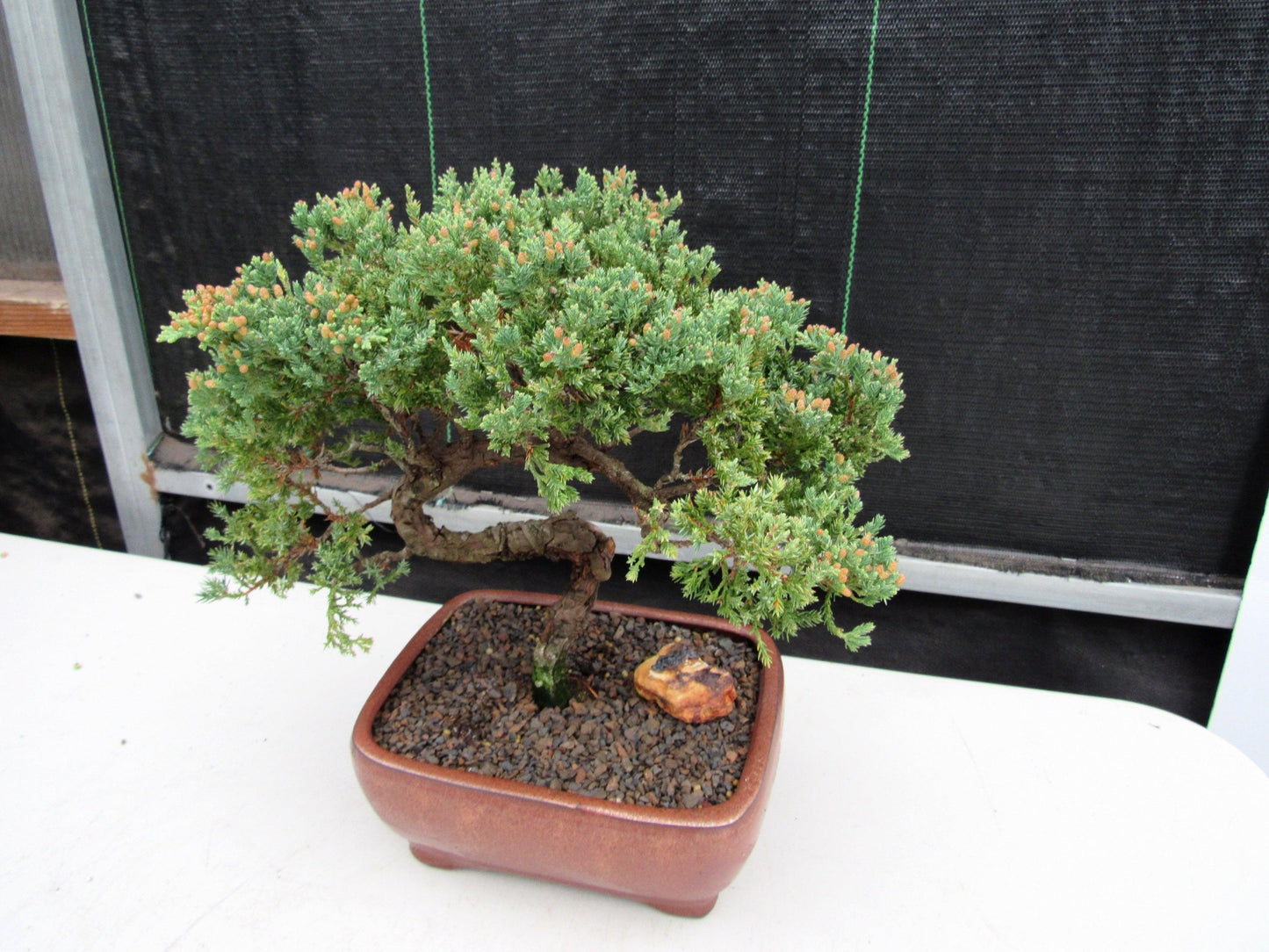 22 Year Old Juniper Specimen Bonsai Tree