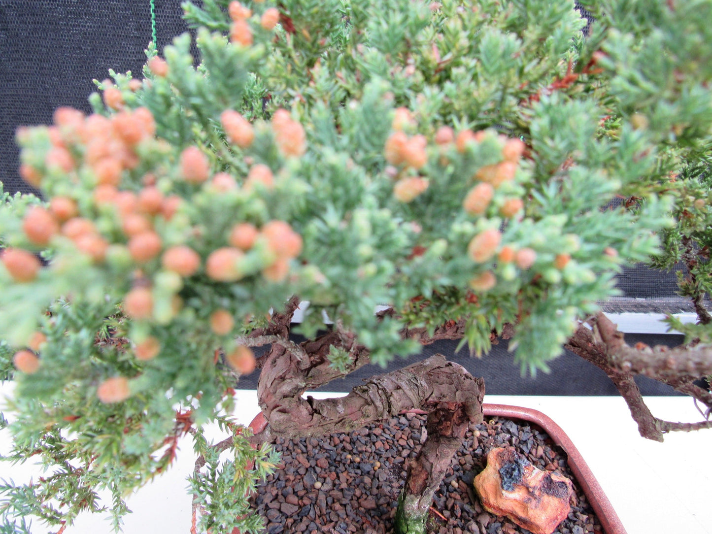 22 Year Old Juniper Specimen Bonsai Tree