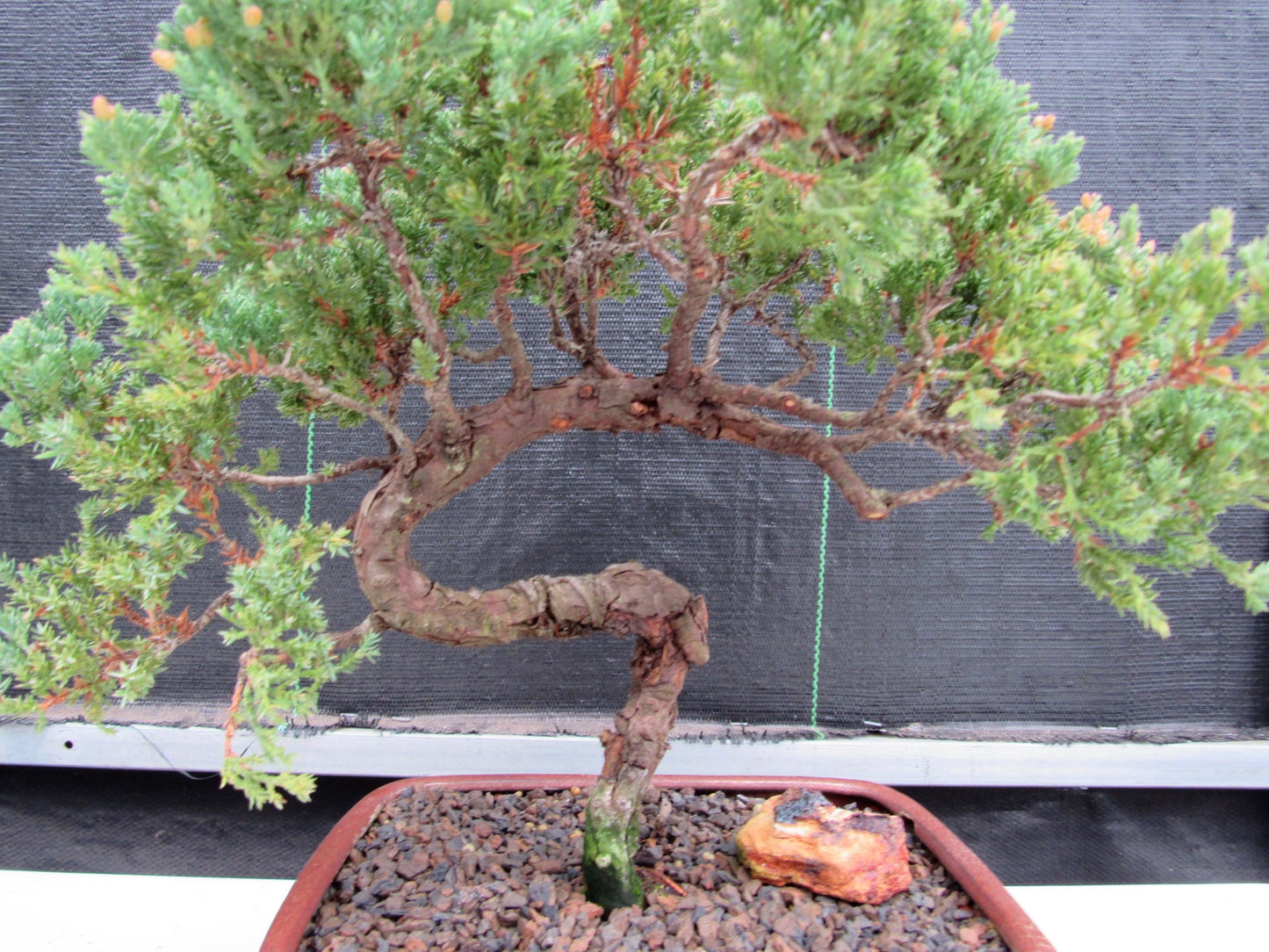 22 Year Old Juniper Specimen Bonsai Tree