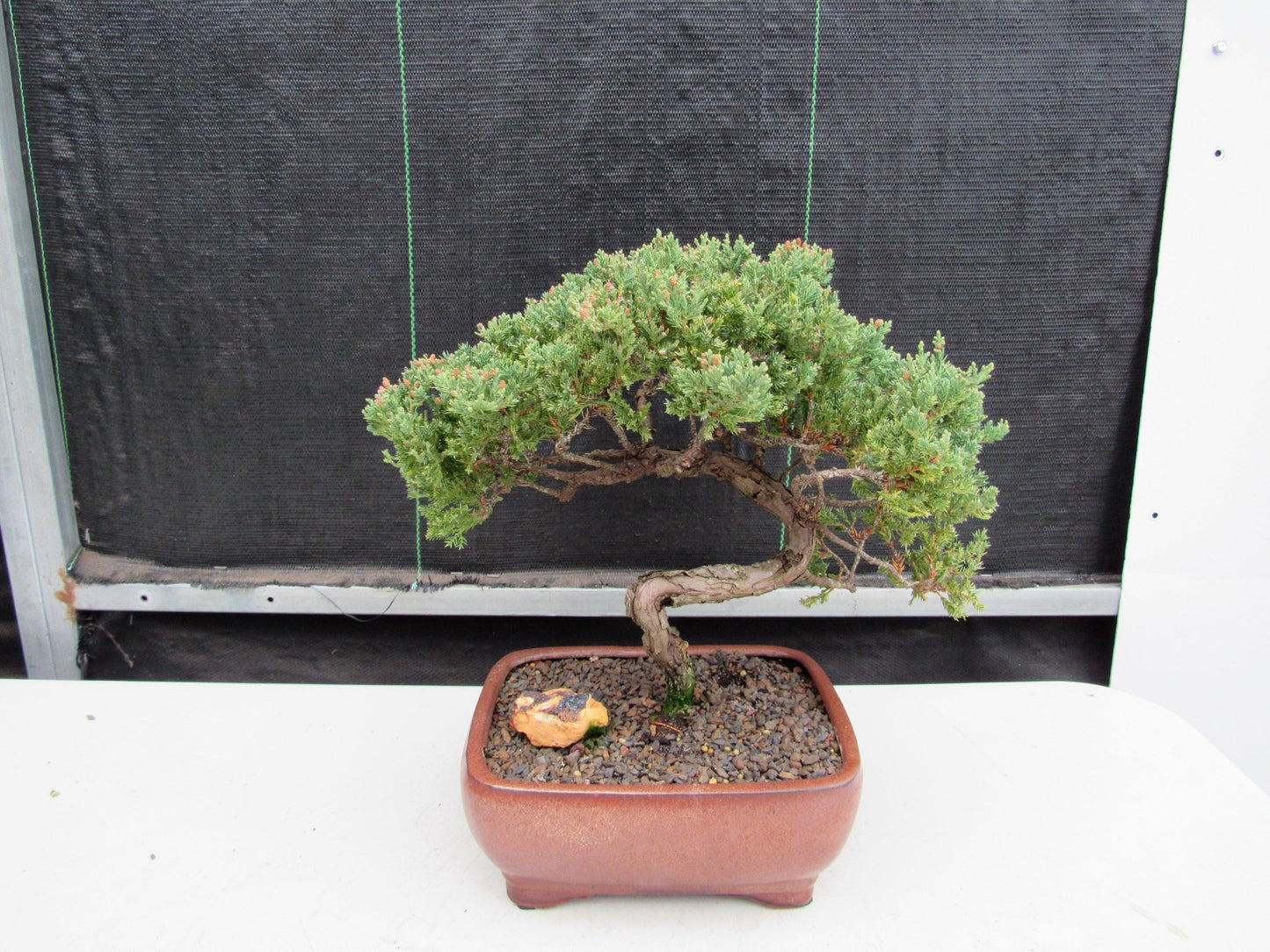 22 Year Old Juniper Specimen Bonsai Tree