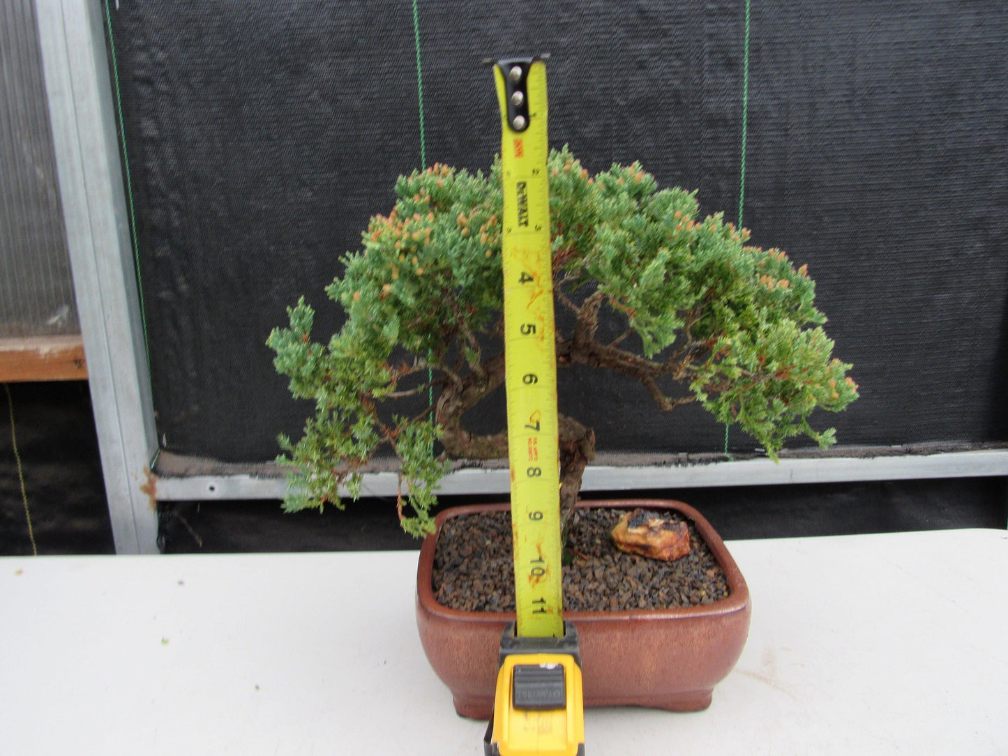 22 Year Old Juniper Specimen Bonsai Tree