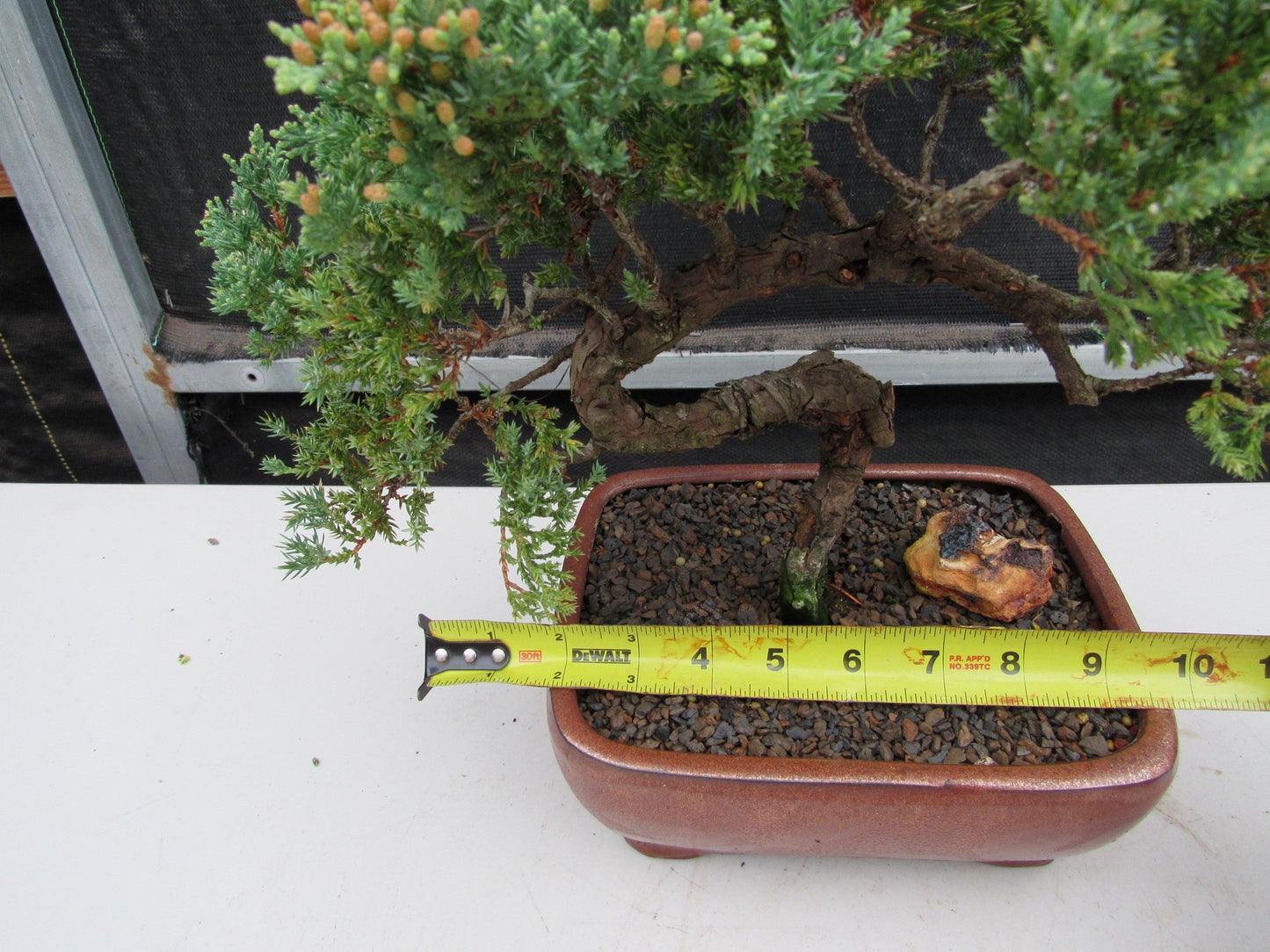 22 Year Old Juniper Specimen Bonsai Tree