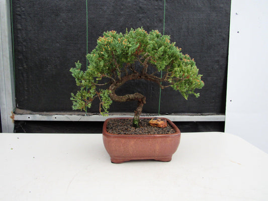 22 Year Old Juniper Specimen Bonsai Tree