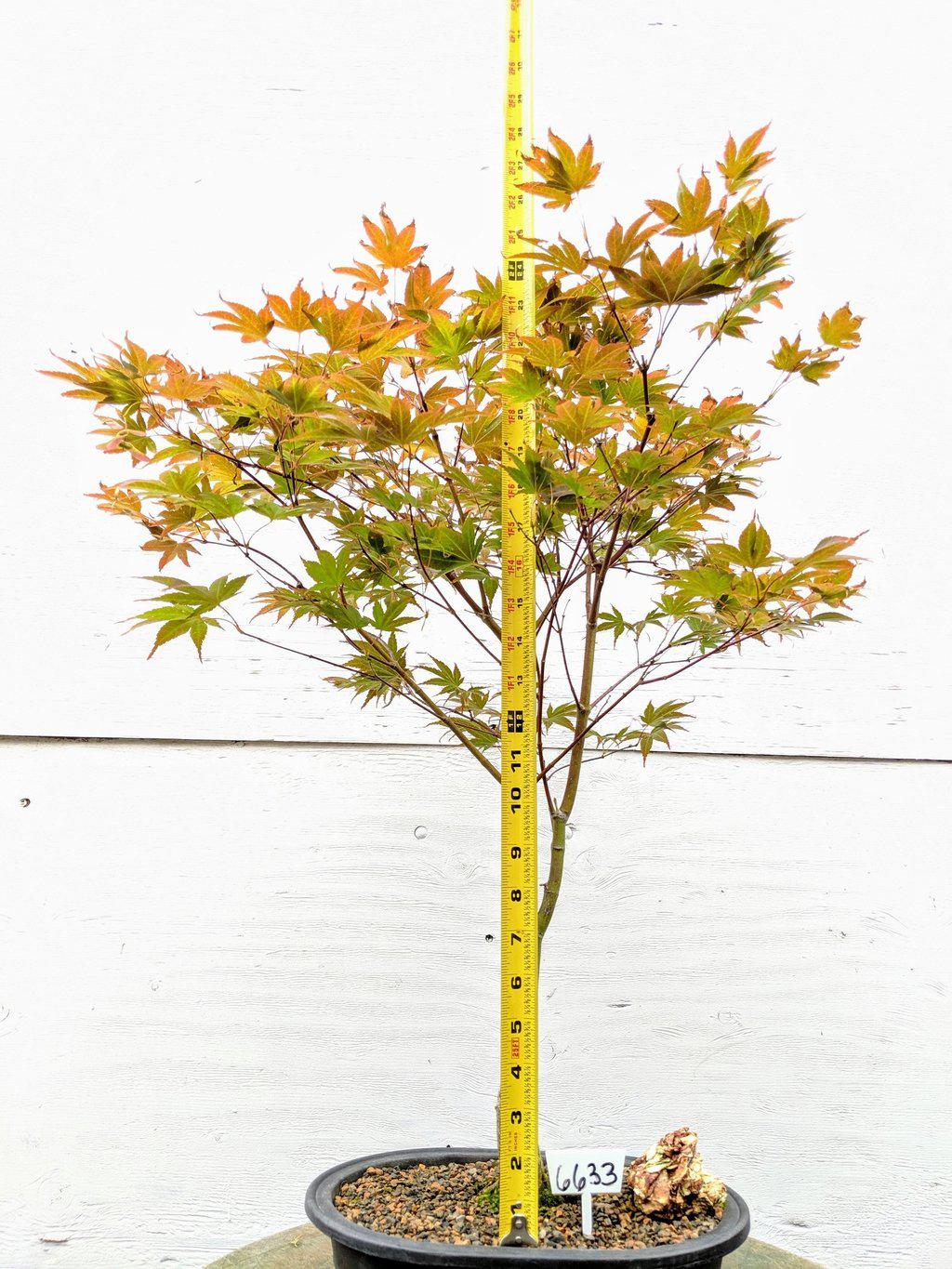 22 Year Old Rhode Island Red Japanese Red Maple Specimen Bonsai Tree