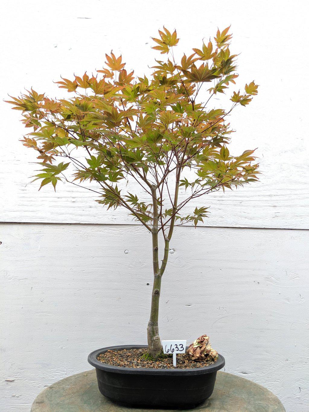 22 Year Old Rhode Island Red Japanese Red Maple Specimen Bonsai Tree