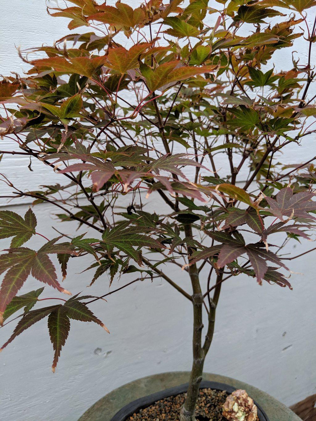 22 Year Old Rhode Island Red Japanese Red Maple Specimen Bonsai Tree