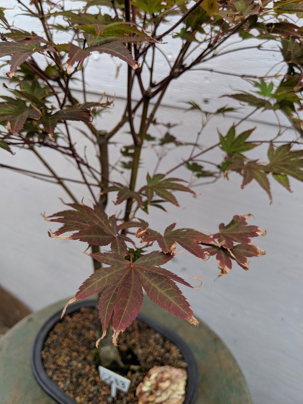 22 Year Old Rhode Island Red Japanese Red Maple Specimen Bonsai Tree