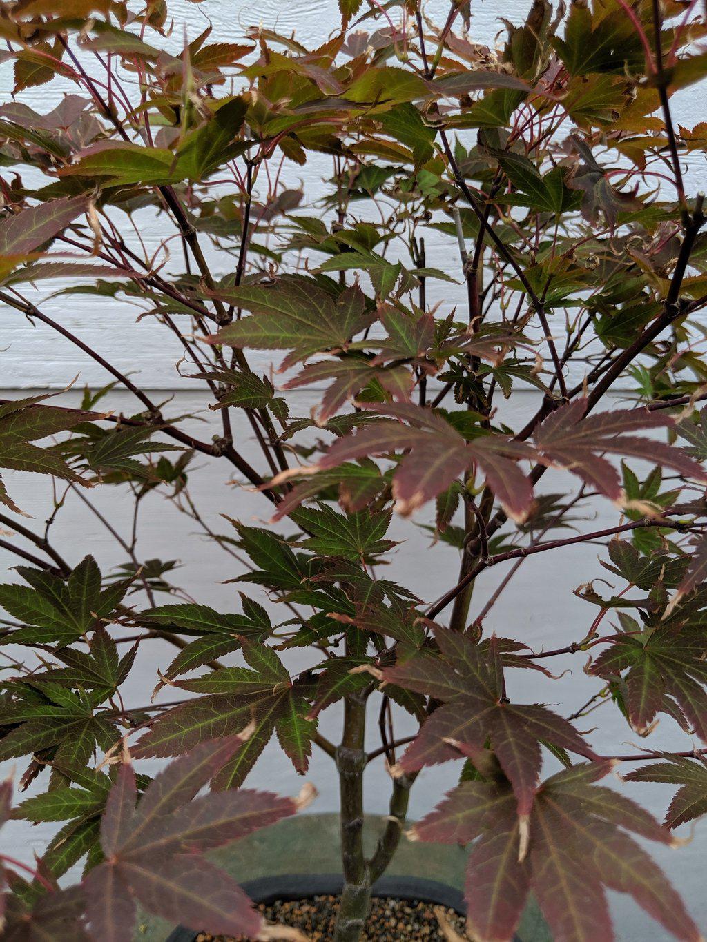 22 Year Old Rhode Island Red Japanese Red Maple Specimen Bonsai Tree