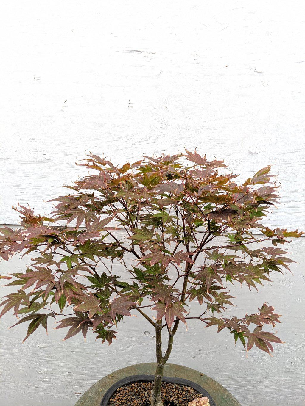 22 Year Old Rhode Island Red Japanese Red Maple Specimen Bonsai Tree