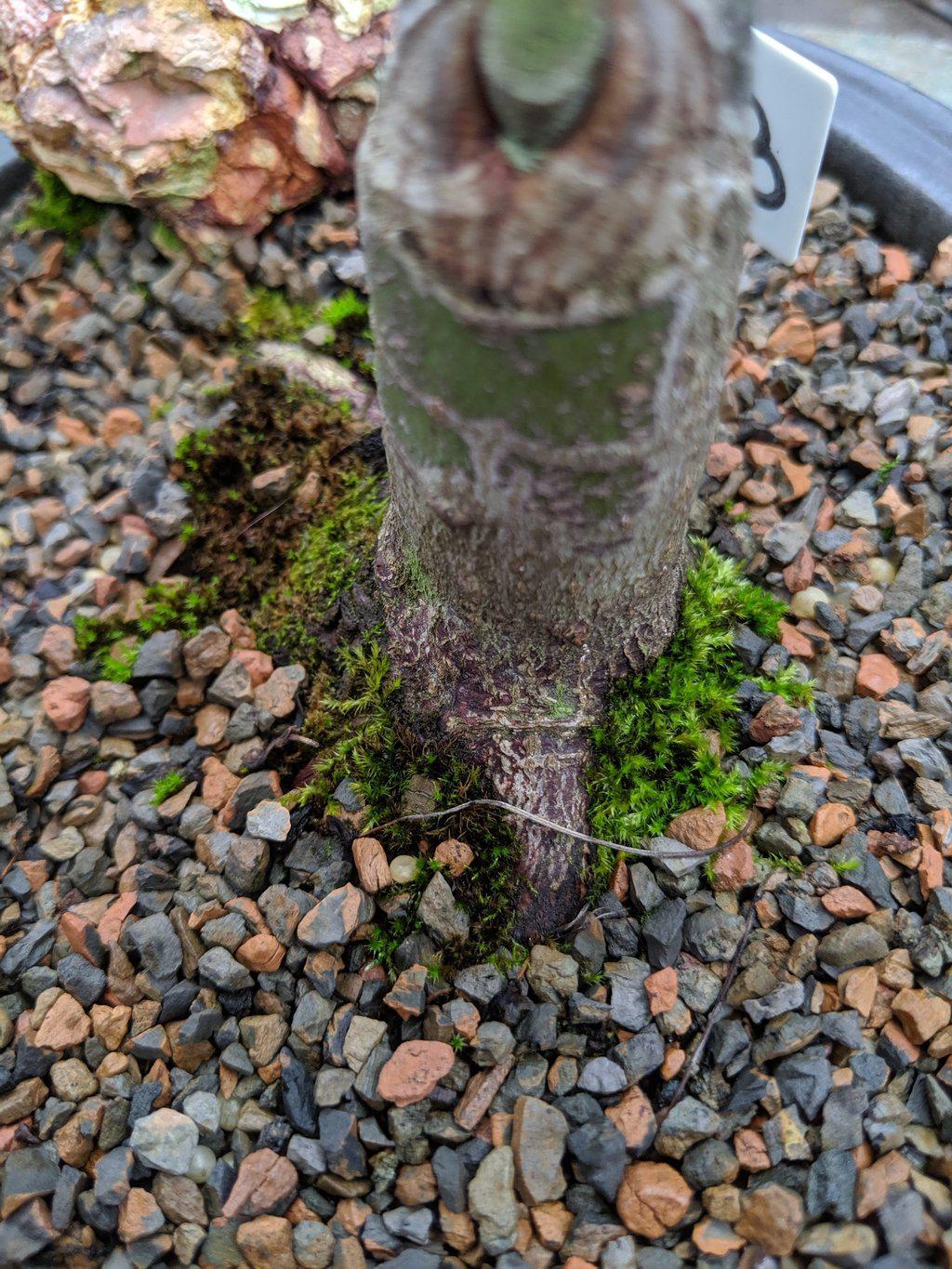 22 Year Old Rhode Island Red Japanese Red Maple Specimen Bonsai Tree