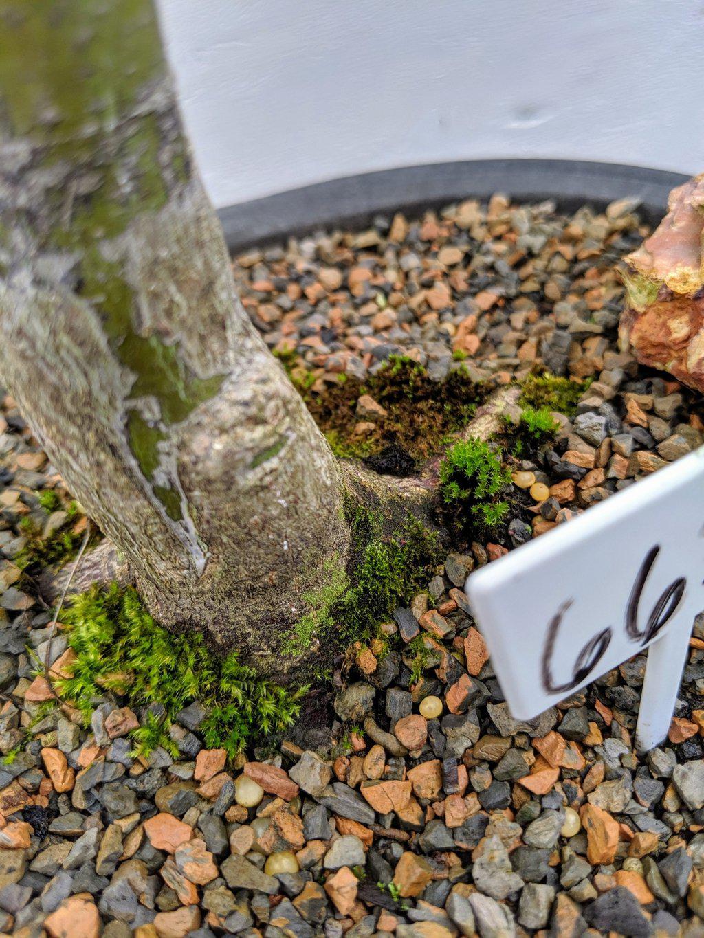 22 Year Old Rhode Island Red Japanese Red Maple Specimen Bonsai Tree