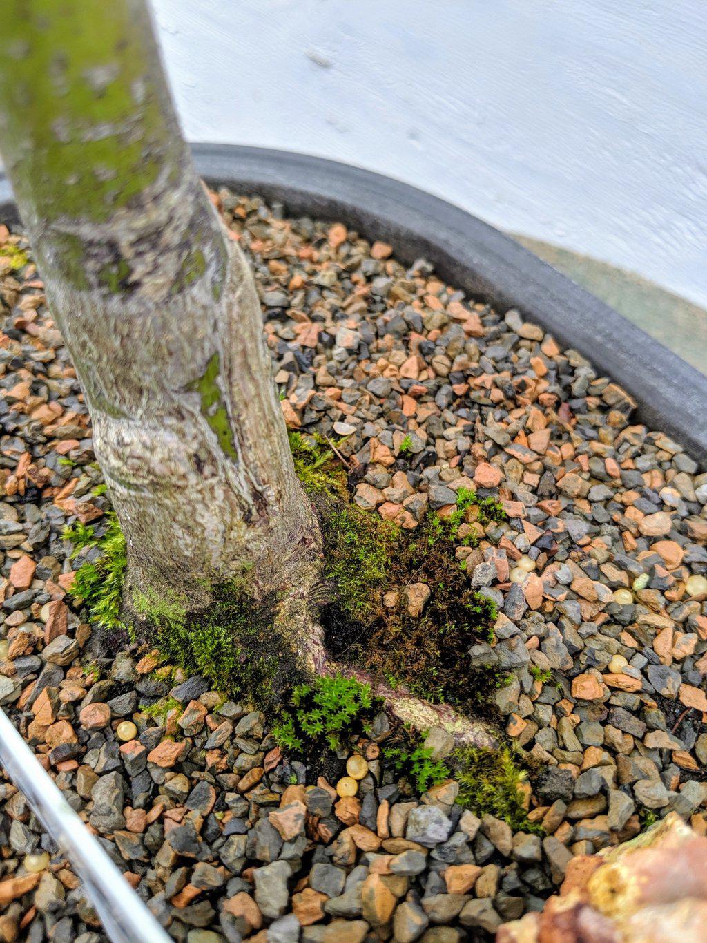 22 Year Old Rhode Island Red Japanese Red Maple Specimen Bonsai Tree