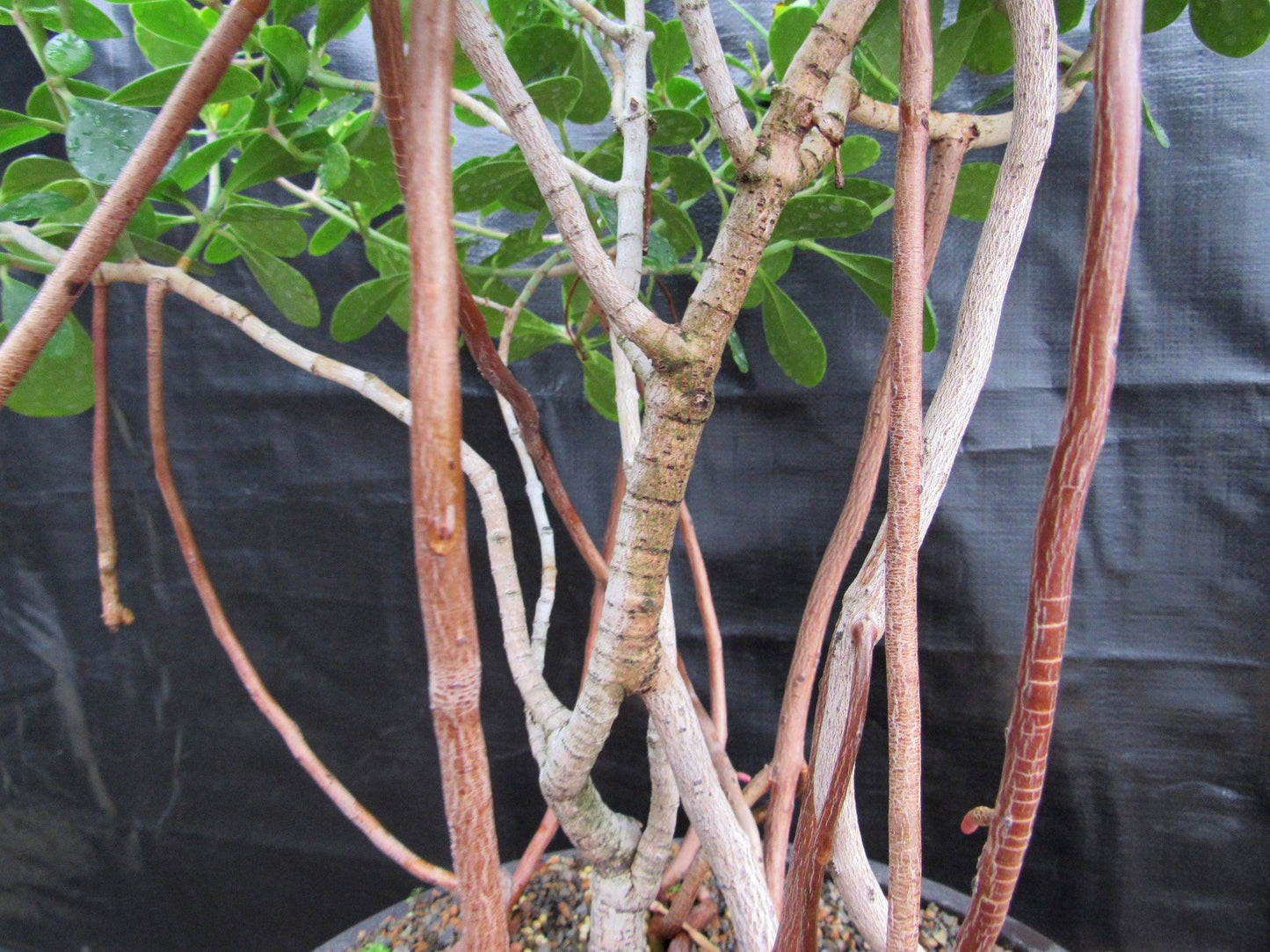 23 Year Old Flowering Tropical Dwarf Apple Specimen Bonsai Tree