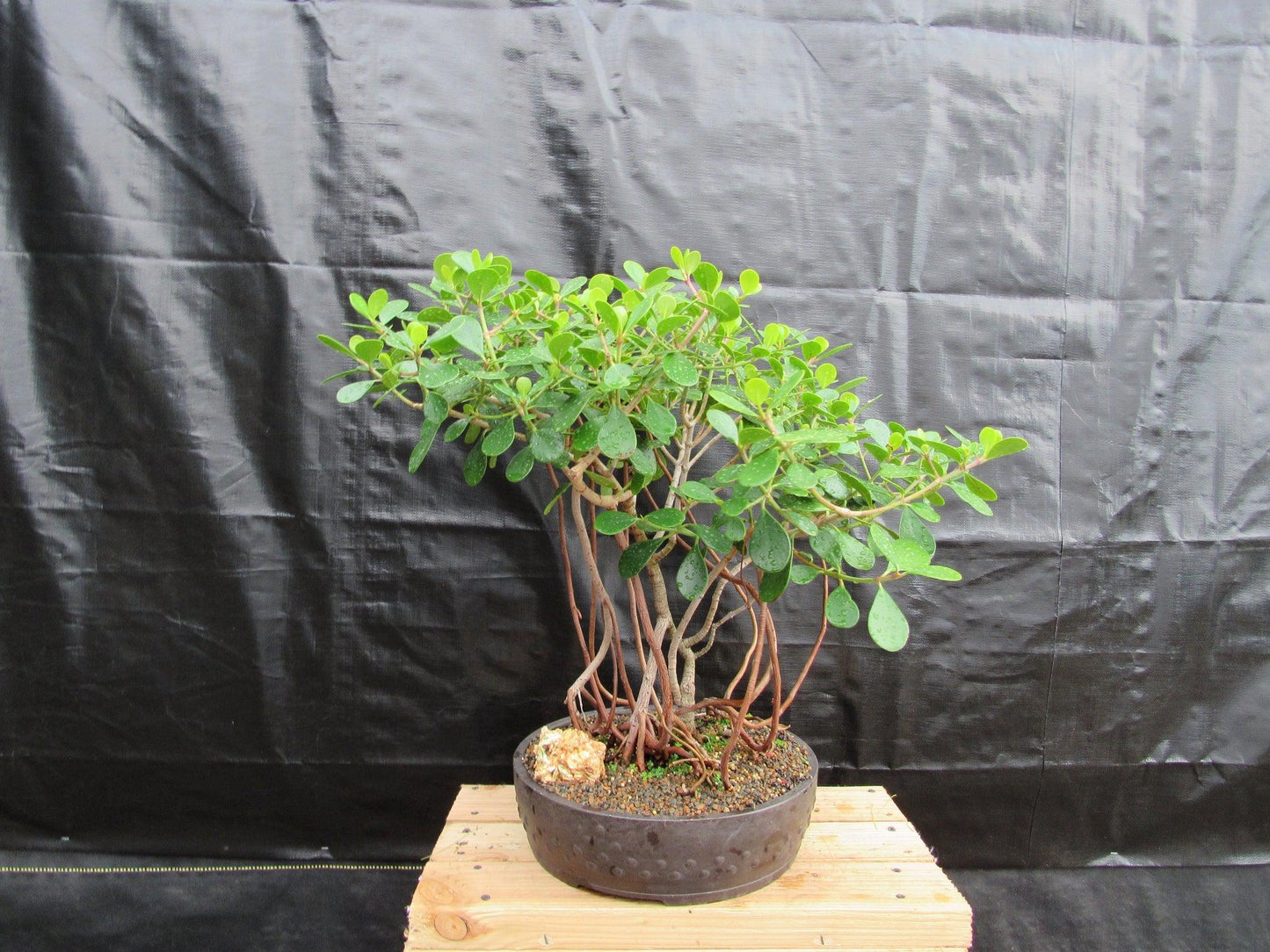 23 Year Old Flowering Tropical Dwarf Apple Specimen Bonsai Tree