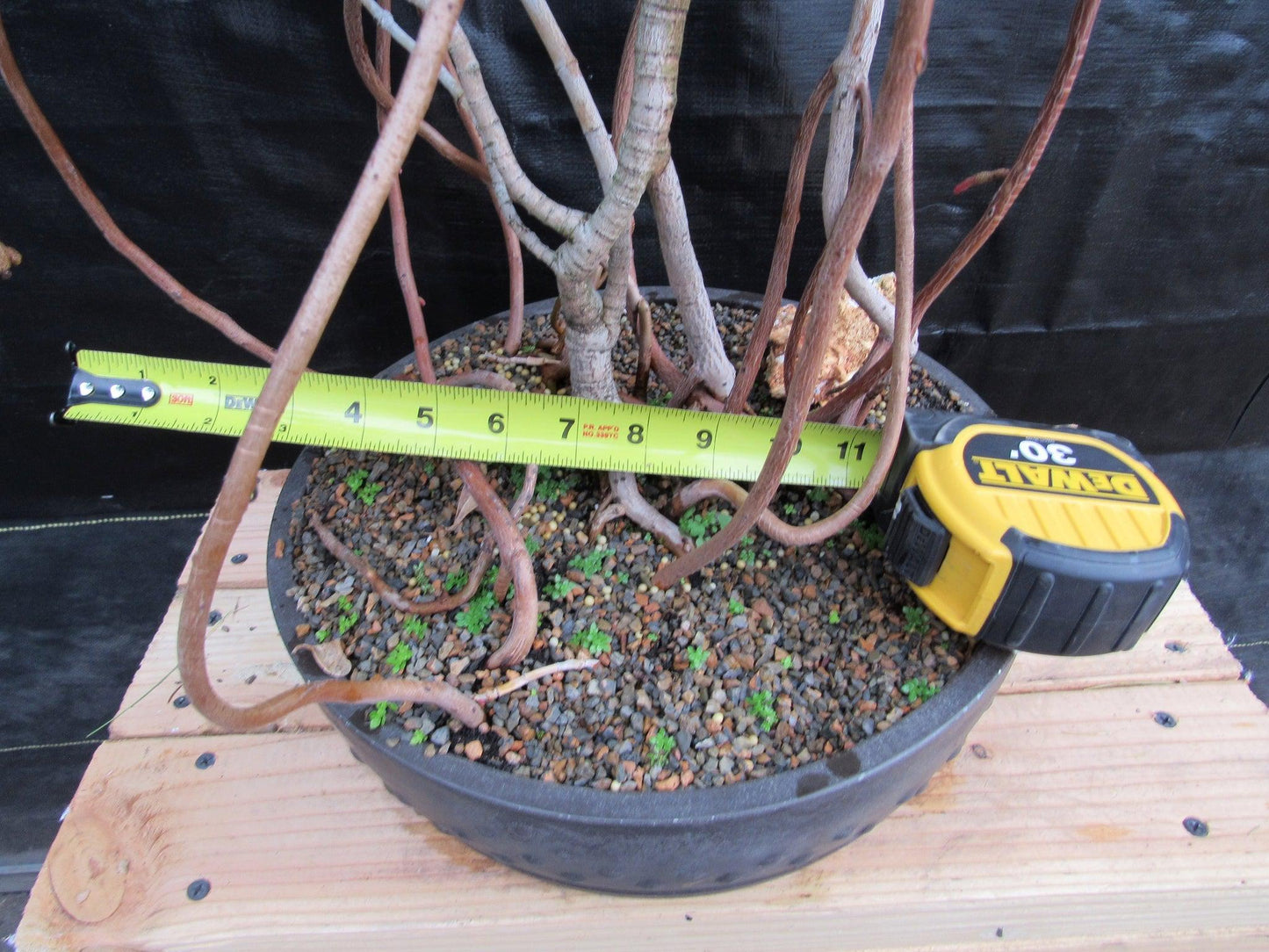 23 Year Old Flowering Tropical Dwarf Apple Specimen Bonsai Tree