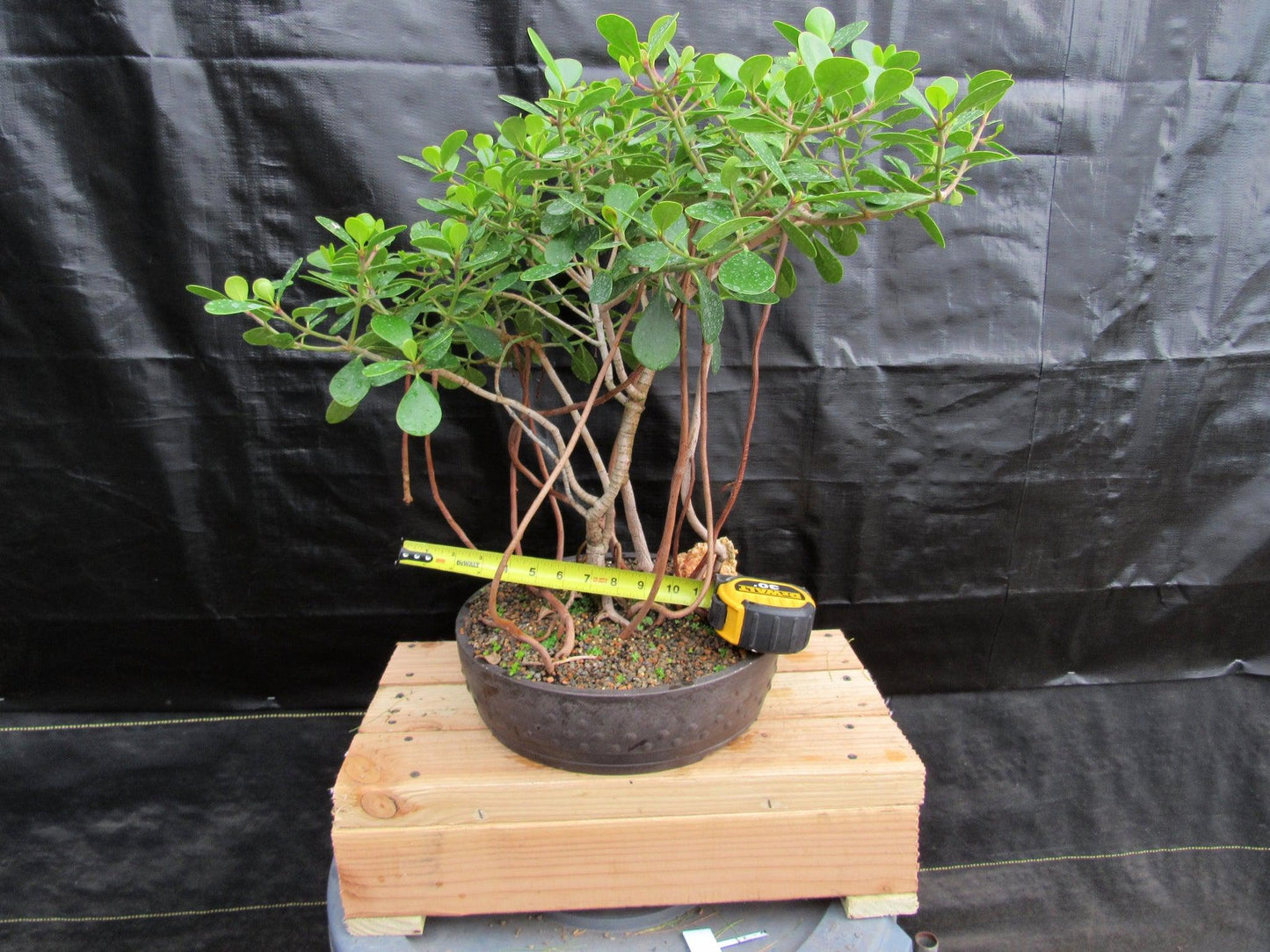 23 Year Old Flowering Tropical Dwarf Apple Specimen Bonsai Tree