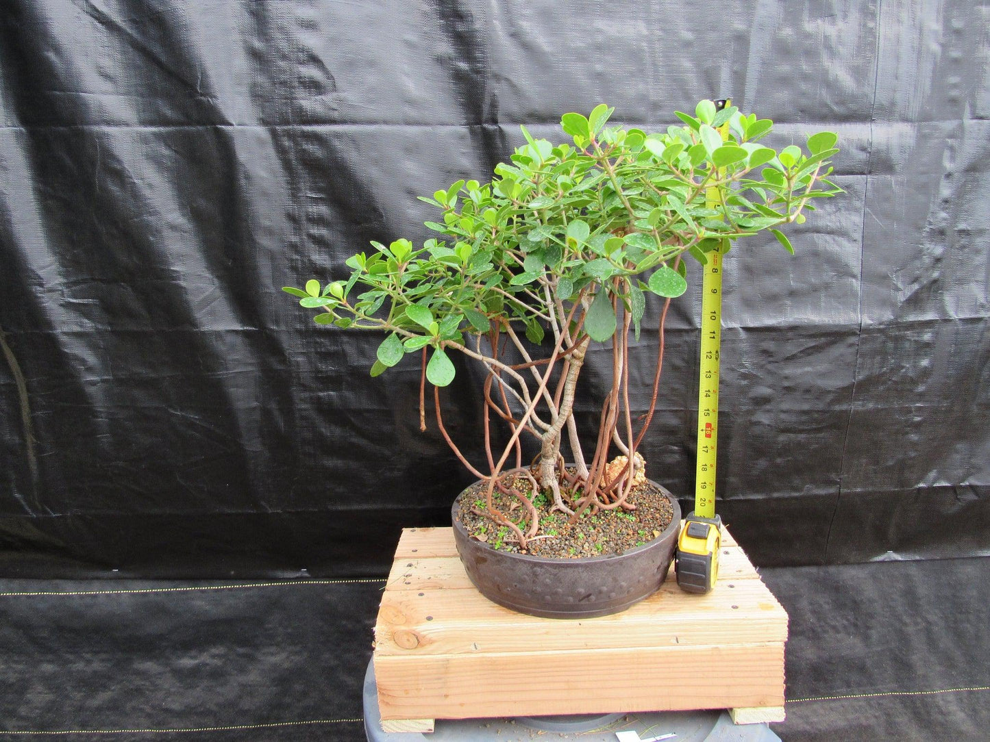 23 Year Old Flowering Tropical Dwarf Apple Specimen Bonsai Tree