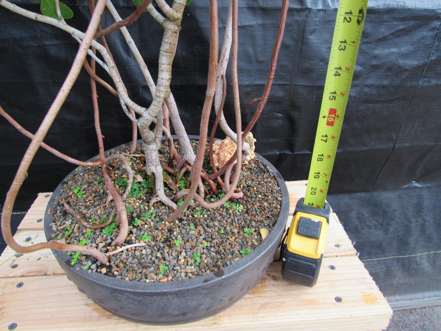 23 Year Old Flowering Tropical Dwarf Apple Specimen Bonsai Tree