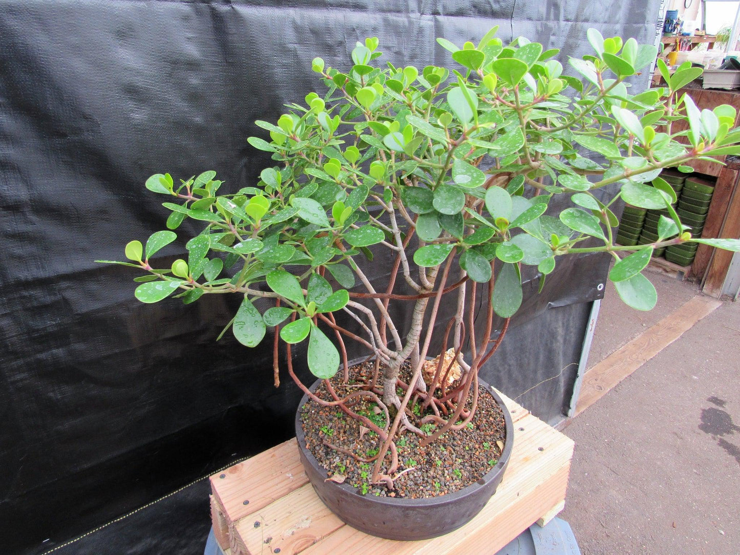 23 Year Old Flowering Tropical Dwarf Apple Specimen Bonsai Tree