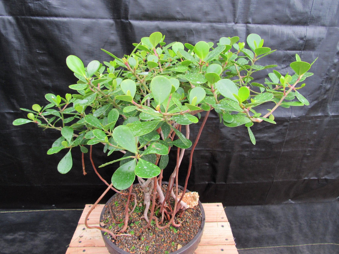 23 Year Old Flowering Tropical Dwarf Apple Specimen Bonsai Tree