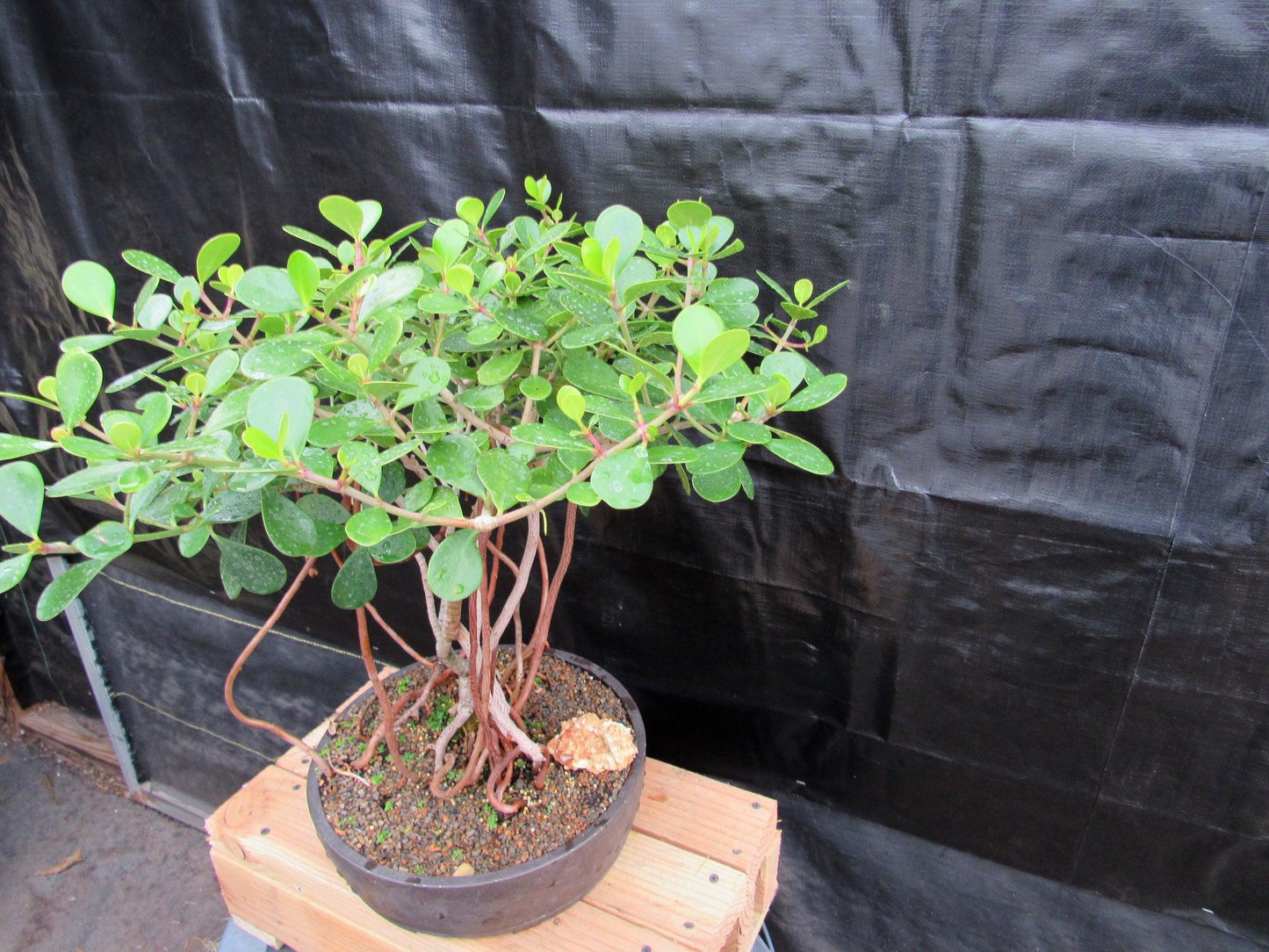 23 Year Old Flowering Tropical Dwarf Apple Specimen Bonsai Tree