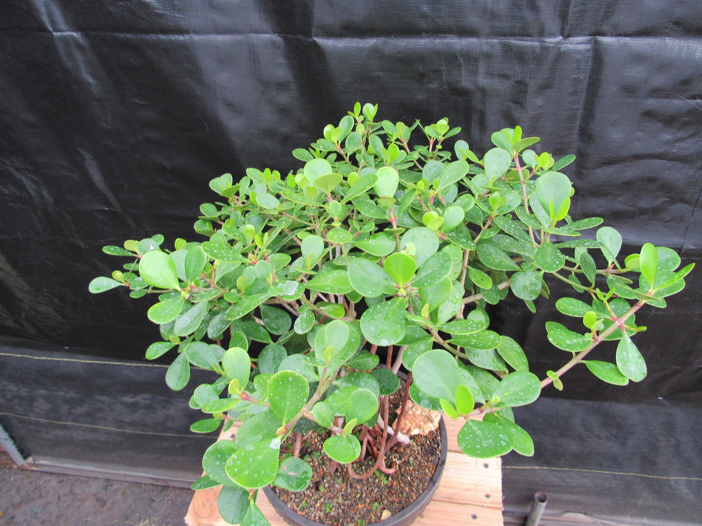 23 Year Old Flowering Tropical Dwarf Apple Specimen Bonsai Tree