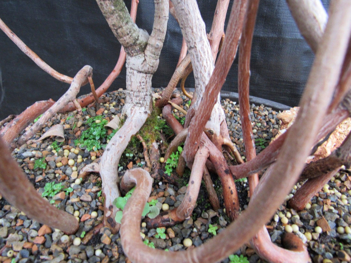 23 Year Old Flowering Tropical Dwarf Apple Specimen Bonsai Tree