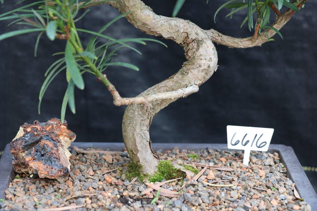 24 Year Old Buddhist Pine Specimen Bonsai Tree - Curved Trunk Style