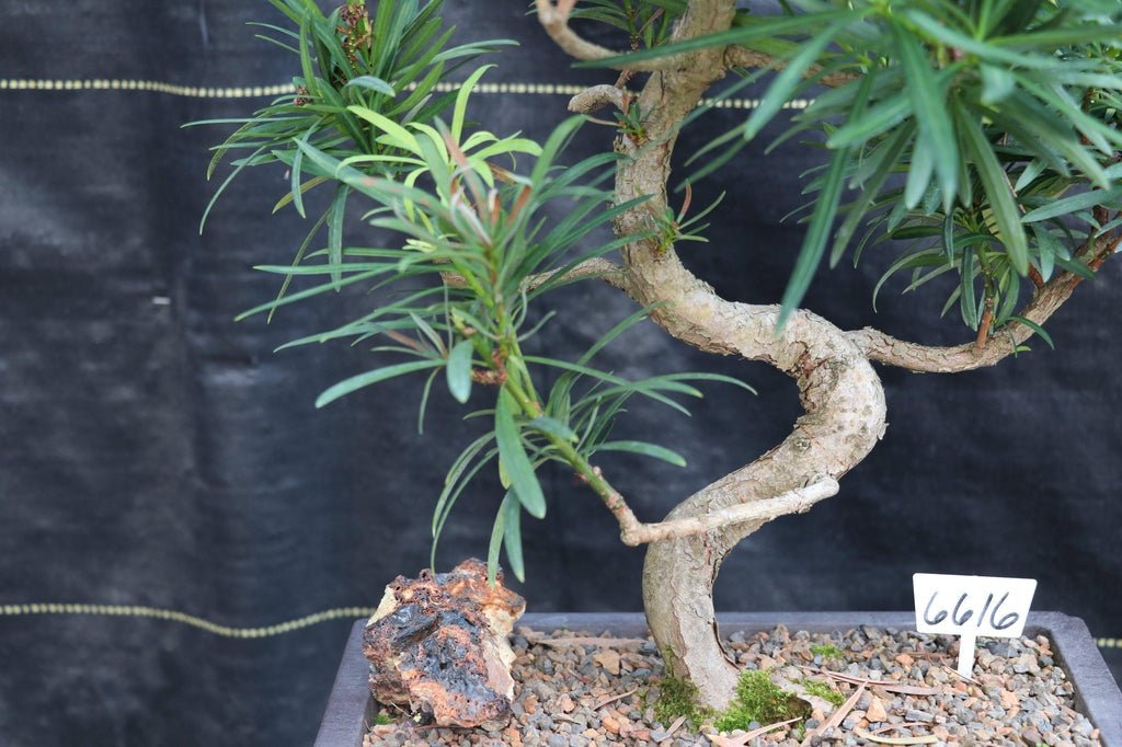 24 Year Old Buddhist Pine Specimen Bonsai Tree - Curved Trunk Style