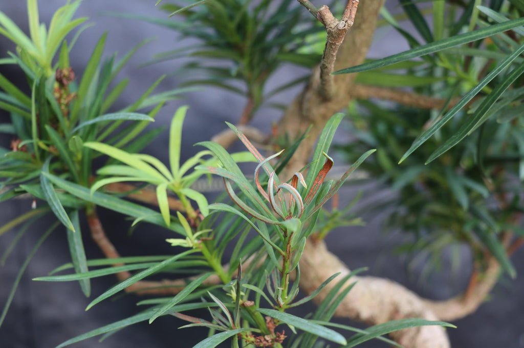 24 Year Old Buddhist Pine Specimen Bonsai Tree - Curved Trunk Style