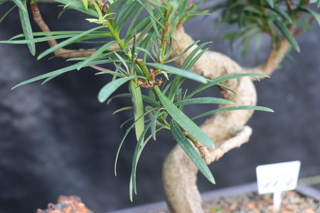 24 Year Old Buddhist Pine Specimen Bonsai Tree - Curved Trunk Style