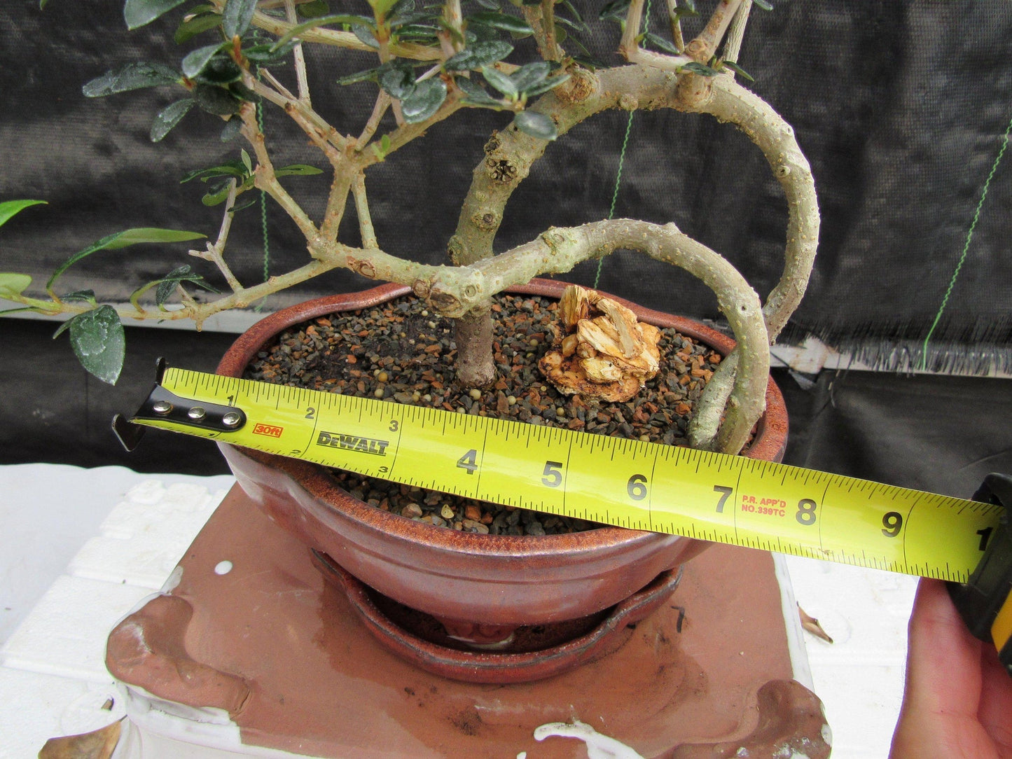 24 Year Old European Olive Literati Style Specimen Bonsai Tree