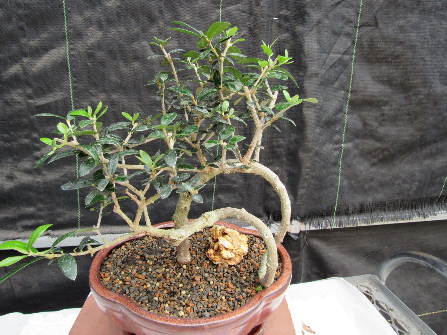 24 Year Old European Olive Literati Style Specimen Bonsai Tree