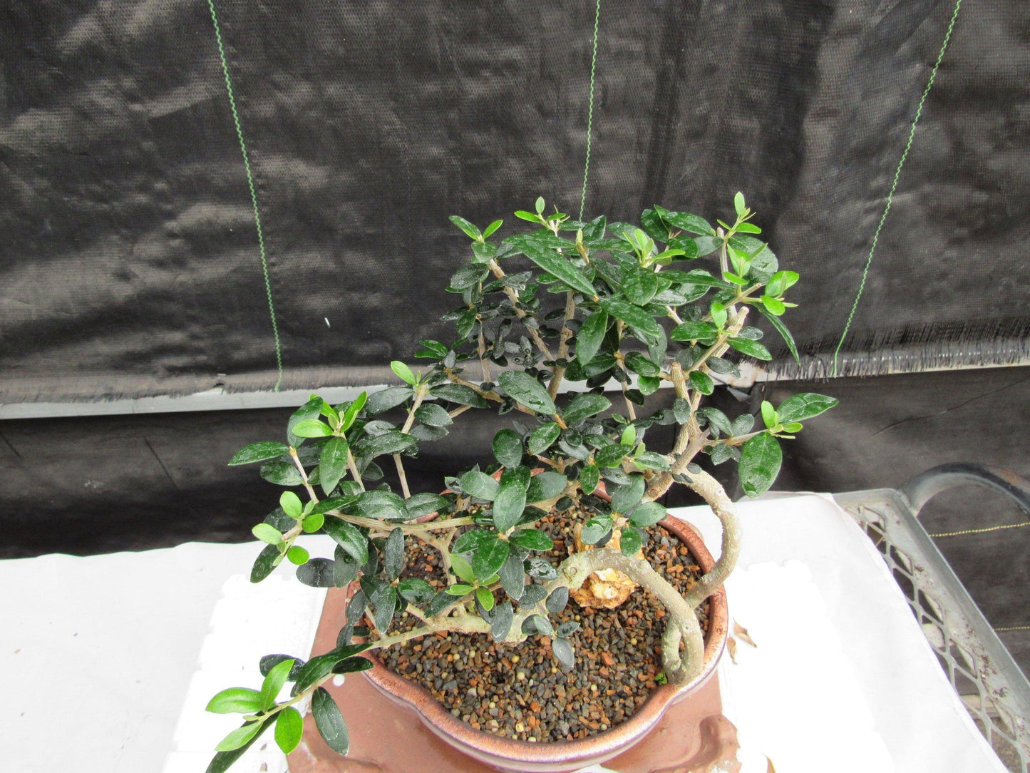 24 Year Old European Olive Literati Style Specimen Bonsai Tree